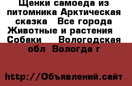 Щенки самоеда из питомника Арктическая сказка - Все города Животные и растения » Собаки   . Вологодская обл.,Вологда г.